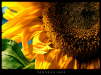 k_sonnenblume